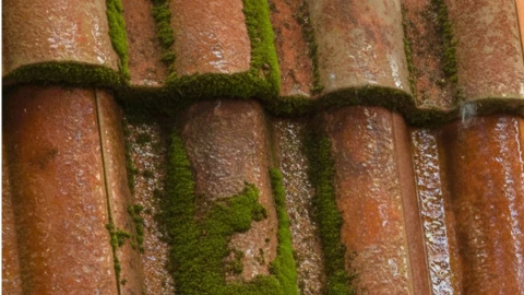 Nettoyage et demoussage tuiles var